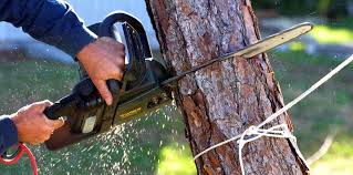 How Our Tree Care Process Works  in  Barrington, IL